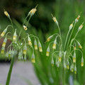 PRIMULA GRANDIS seed image