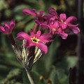 PRIMULA HALLERI seed image