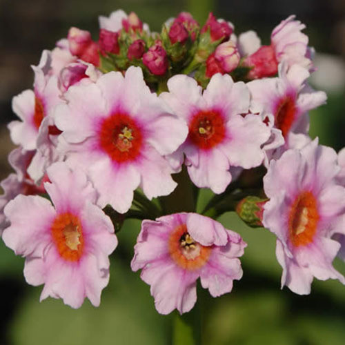 PRIMULA JAPONICA 'APPLE BLOSSOM' seed image