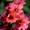 PRIMULA JAPONICA 'MILLAR'S CRIMSON' seed image