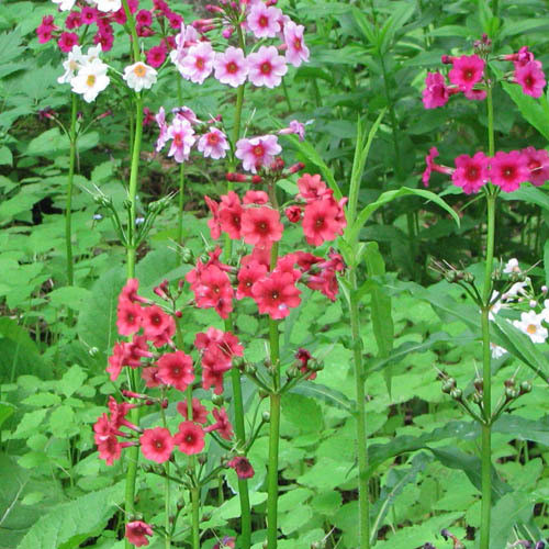 PRIMULA JAPONICA MIX seed image