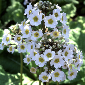 PRIMULA JAPONICA 'POSTFORD WHITE' seed image
