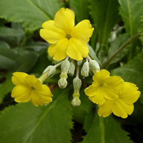 PRIMULA X KEWENSIS seed image