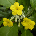 PRIMULA X KEWENSIS seed image