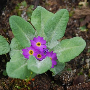 PRIMULA LAURENTIANA seed image