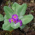 PRIMULA LAURENTIANA seed image