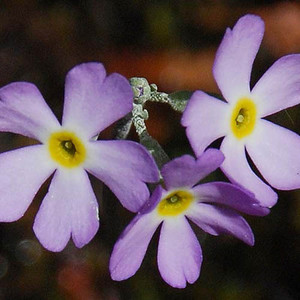 PRIMULA MISTASSINICA seed image