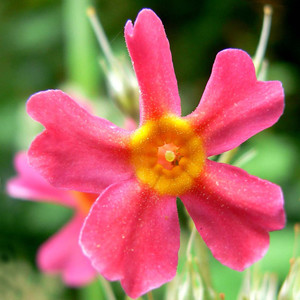 PRIMULA MOLLIS seed image