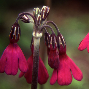 PRIMULA SECUNDIFLORA seed image