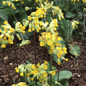 PRIMULA VERIS seed image