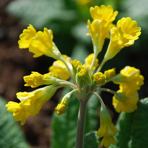PRIMULA VERIS 'HOSE-IN-HOSE' seed image