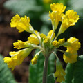 PRIMULA VERIS 'HOSE-IN-HOSE' seed image