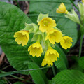 PRIMULA VERIS SSP MACROCALYX seed image
