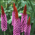 PRIMULA VIALII seed image