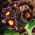 PRIMULA VULGARIS 'VICTORIAN SILVER LACE' seed image