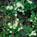 PRIMULA VULGARIS (PRIMROSE) seed image