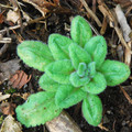 PRIMULA WATSONII seed image