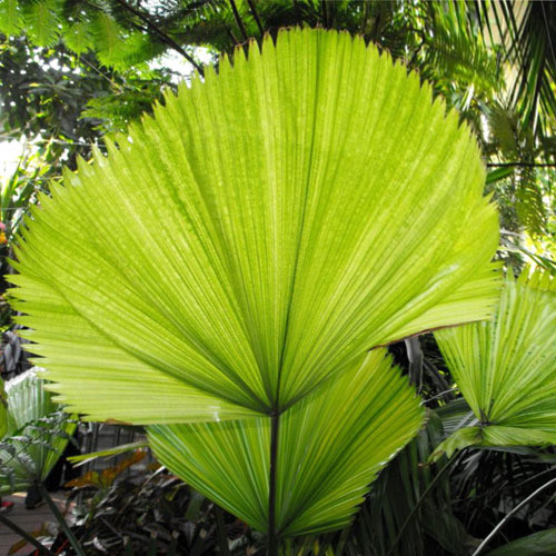 PRITCHARDIA GRANDIS seed image