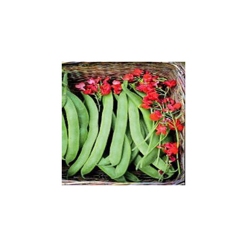 BEAN PRIZEWINNER seed image