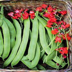 BEAN PRIZEWINNER seed image