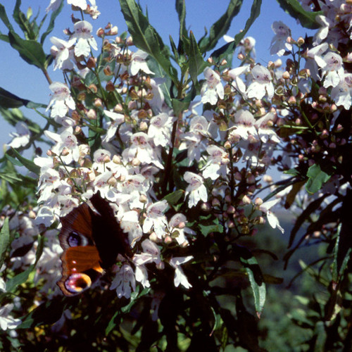 PROSTANTHERA LASIANTHOS seed image