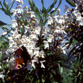 PROSTANTHERA LASIANTHOS seed image