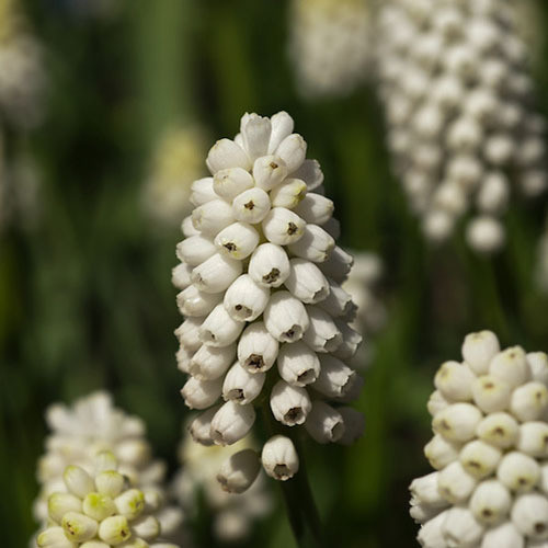 PSEUDOMUSCARI AZUREUM ALBA seed image