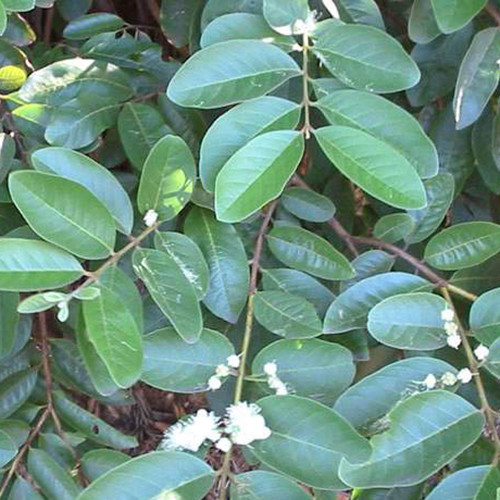 PSIDIUM ACUTANGULUM seed image