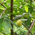 PSIDIUM GUAJAVA seed image