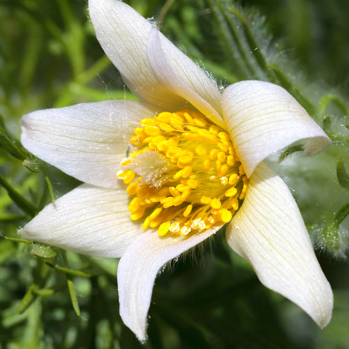 PULSATILLA WEISSE SCHWAN seed image