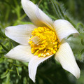 PULSATILLA WEISSE SCHWAN seed image