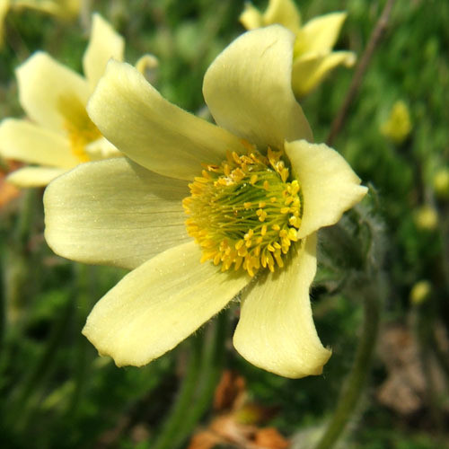 PULSATILLA ALBANA LUTEA seed image