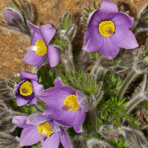 PULSATILLA CAMPANELLA seed image