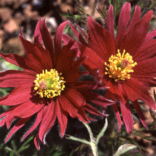 PULSATILLA VULGARIS 'FRINGED FORMS' seed image