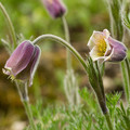 PULSATILLA GEORGICA seed image