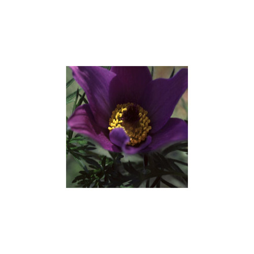 PULSATILLA HALLERI seed image