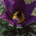 PULSATILLA HALLERI seed image
