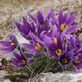PULSATILLA MONTANA seed image