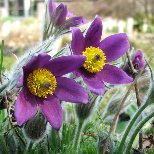 PULSATILLA SEROTINA seed image