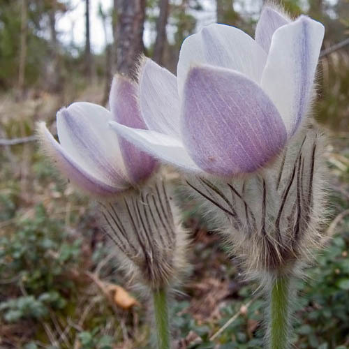PULSATILLA VERNALIS seed image
