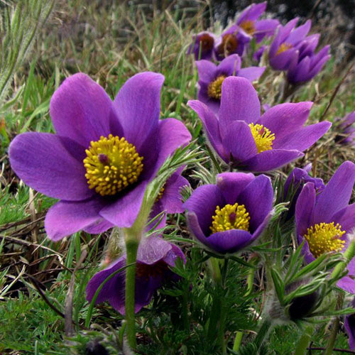 PULSATILLA VULGARIS seed image