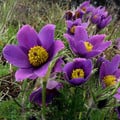 PULSATILLA VULGARIS seed image