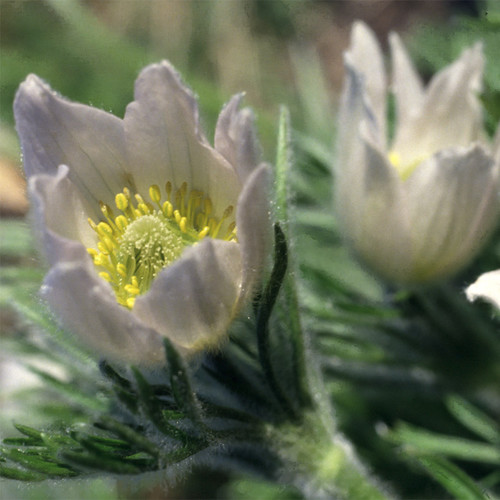 PULSATILLA VULGARIS ALBA seed image