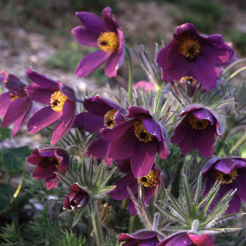 PULSATILLA VULGARIS MIXED seed image
