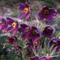 PULSATILLA VULGARIS MIXED seed image