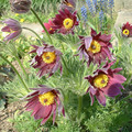 PULSATILLA VULGARIS RUBRA seed image