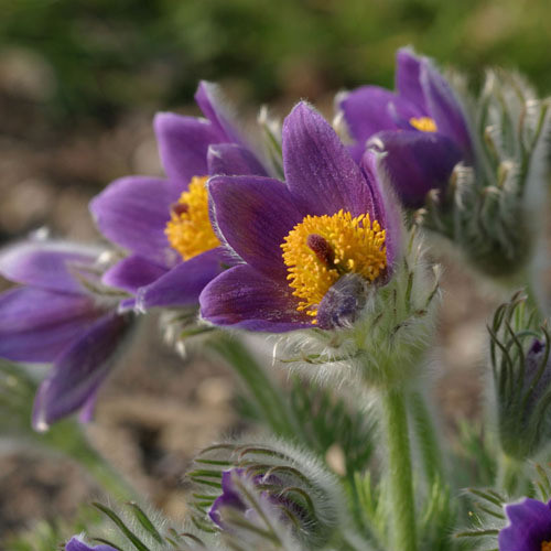 PULSATILLA ZIMMERMANII seed image