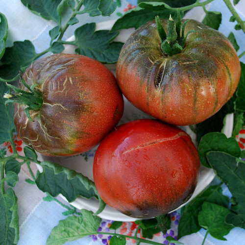 TOMATO PURPLE PASSION seed image