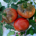 TOMATO PURPLE PASSION seed image