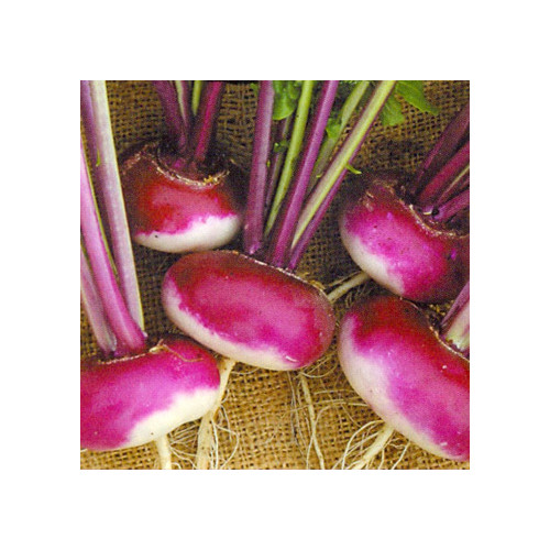 TURNIP PURPLE TOP MILAN seed image